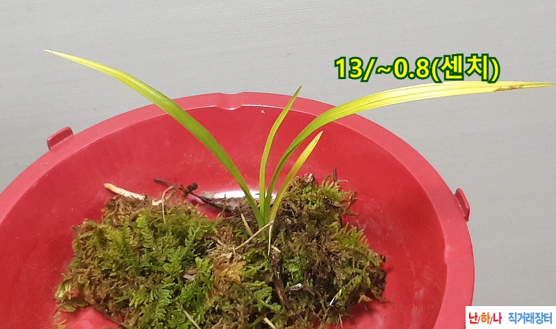 @산채 입변서반(생강근?