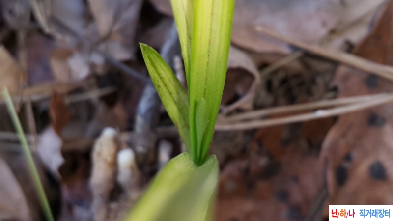 @산채 은은한 서반(생?