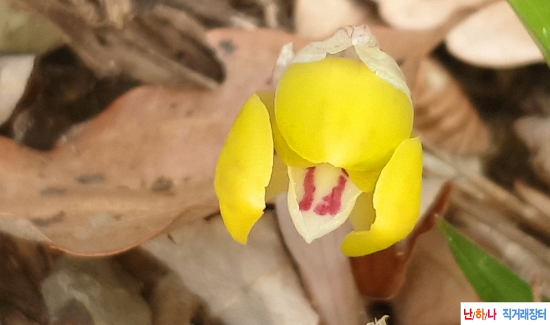 @산지 황화(1경)