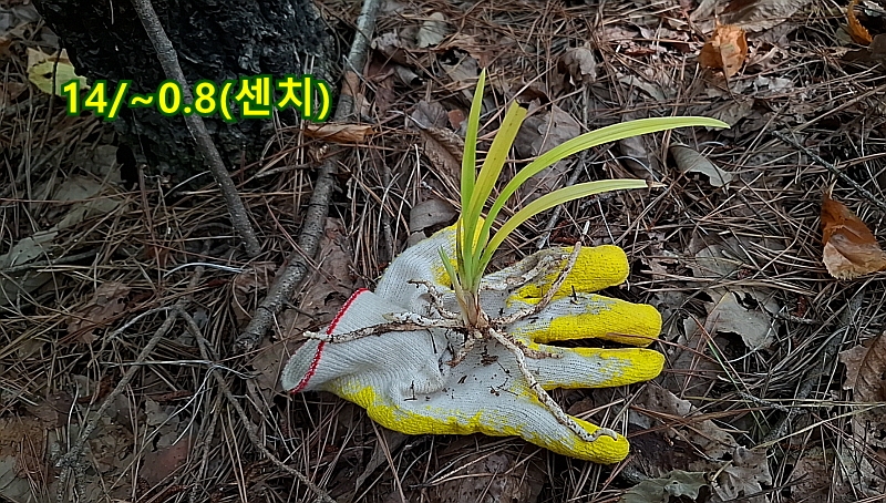 @산채 황서반(생강근)