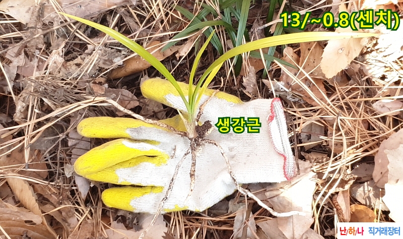 @산채 입변서반(생강근?