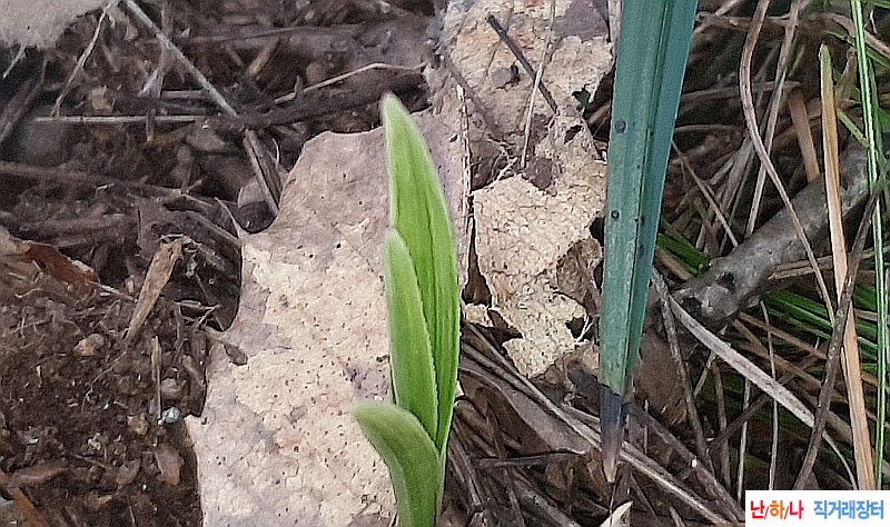@산채 입변전면산반(생?
