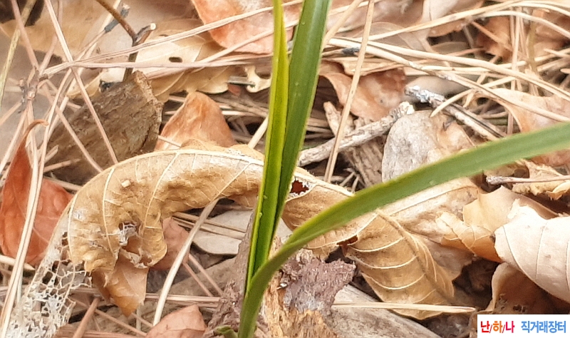 @산채 서반(생강근)