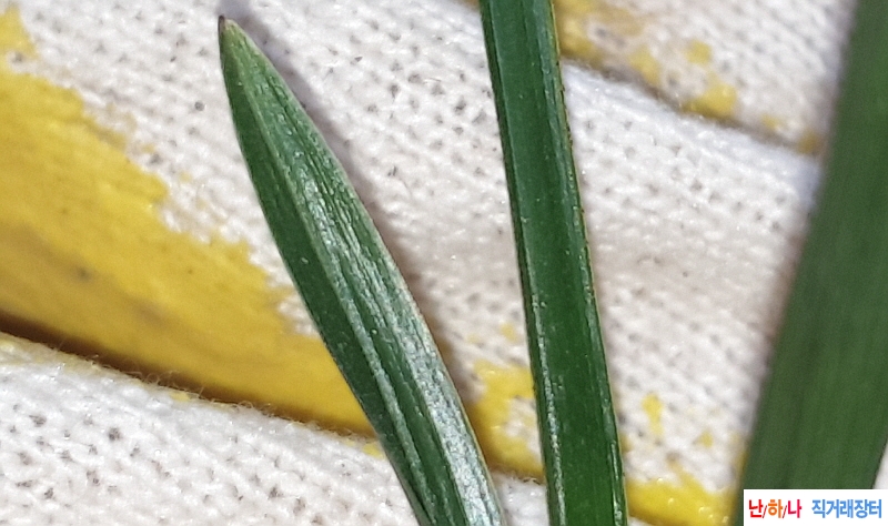 @산채 장단엽(생강근)