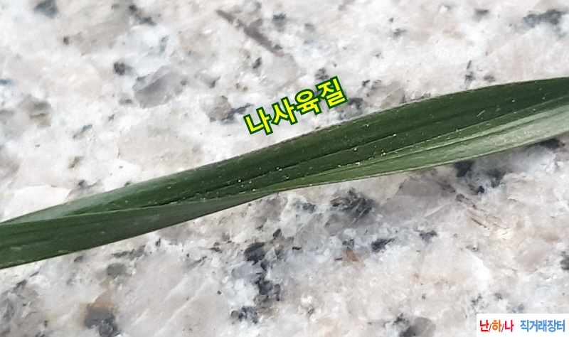 @산채 장단엽(생강근)