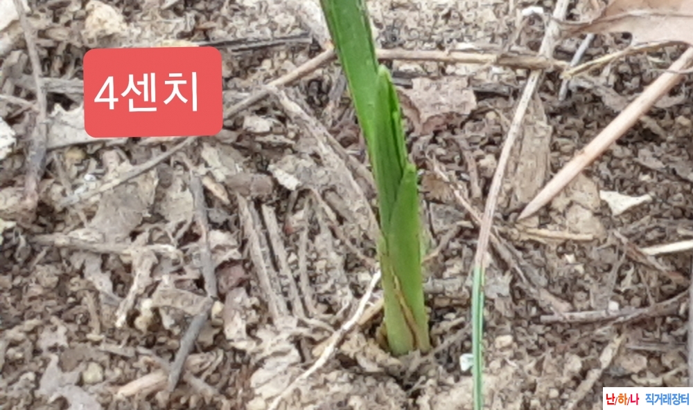 @산지  옥은두화변