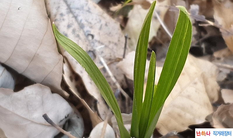@옥은두화변 산반(생강?