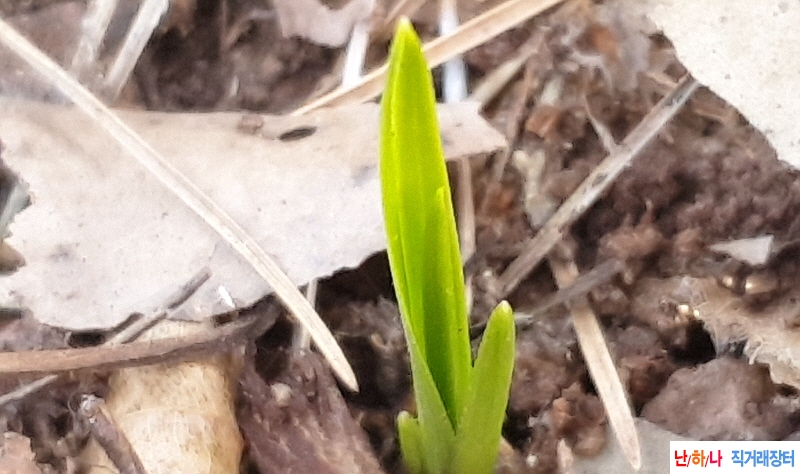 @산채 입변서(생강근)