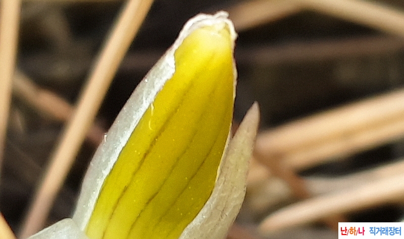 @산채 주검화(1경)