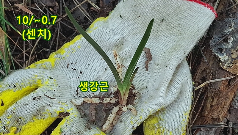@산채 장단엽(생강근)