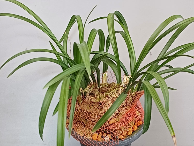 두화성산반색화 ( 꽃 )