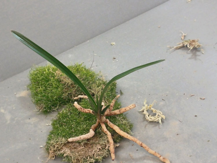 산채 단엽성 입변