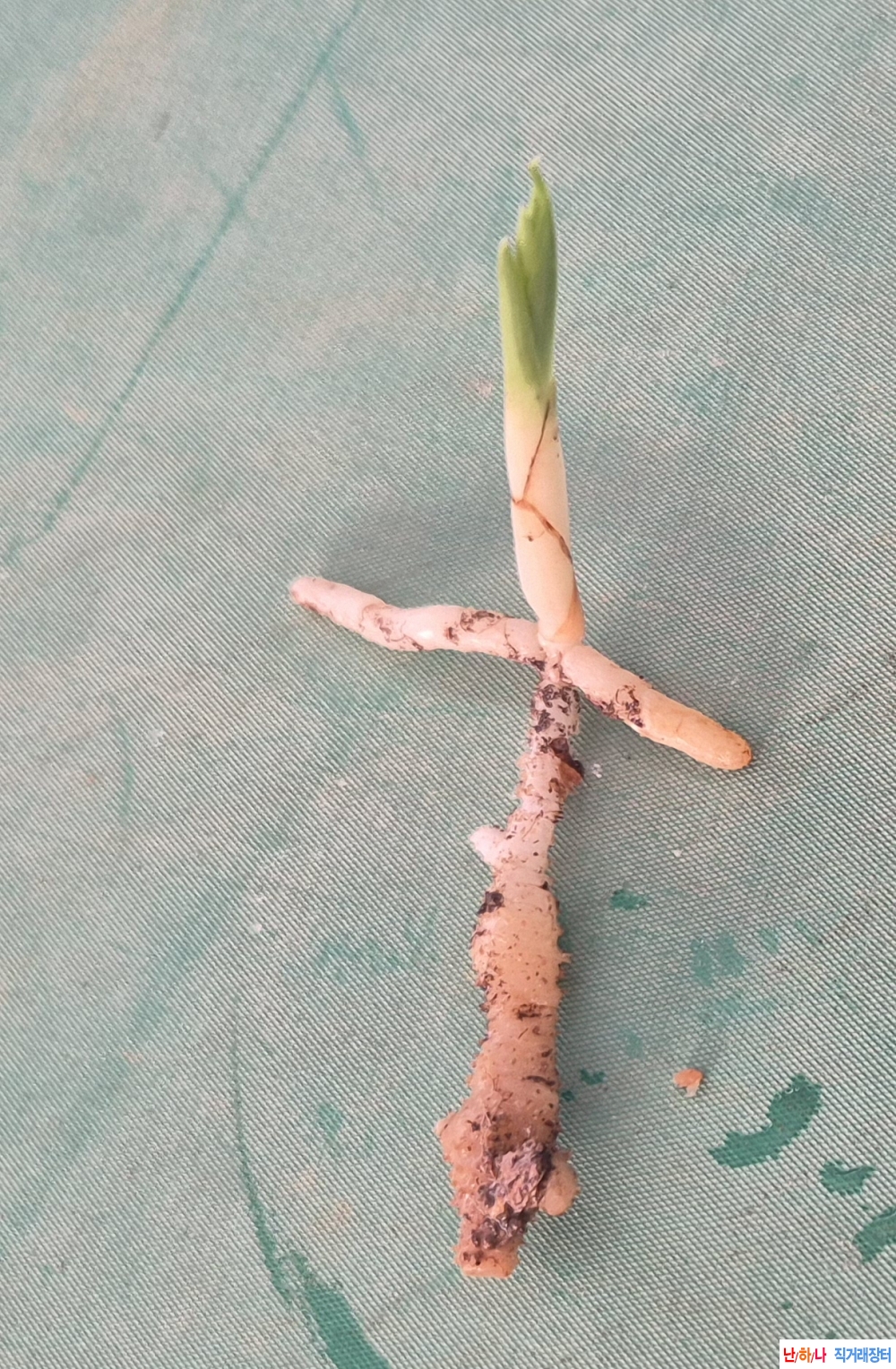 산채