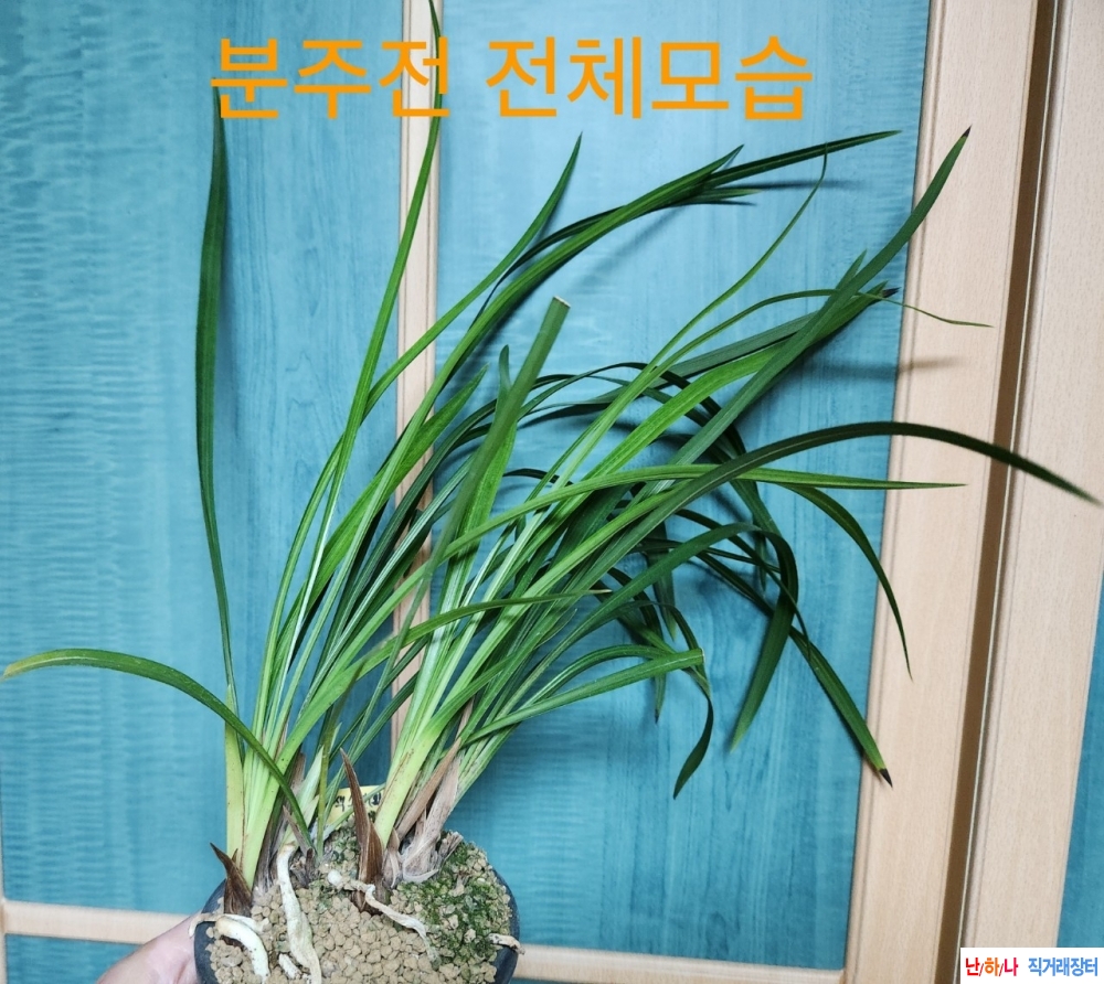 산채후 첫꽃 (색기대 ?