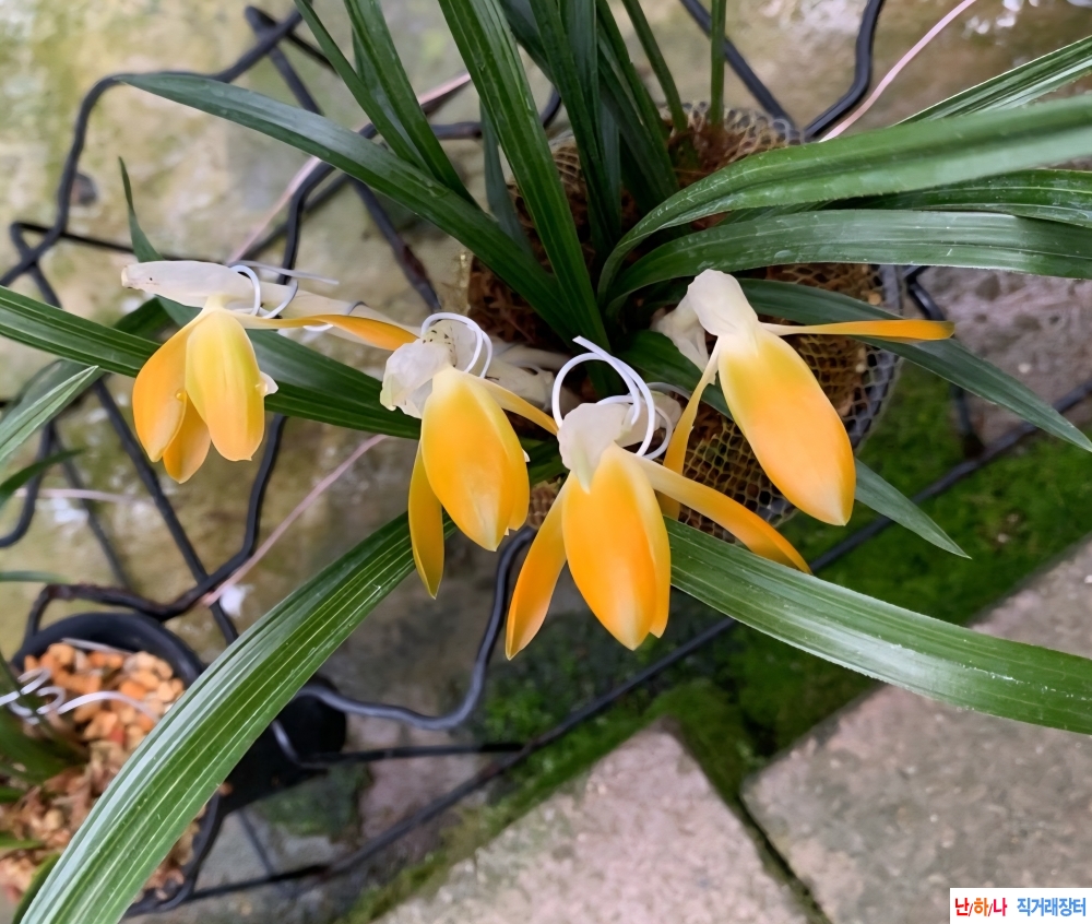 무명 (주금소심)~*