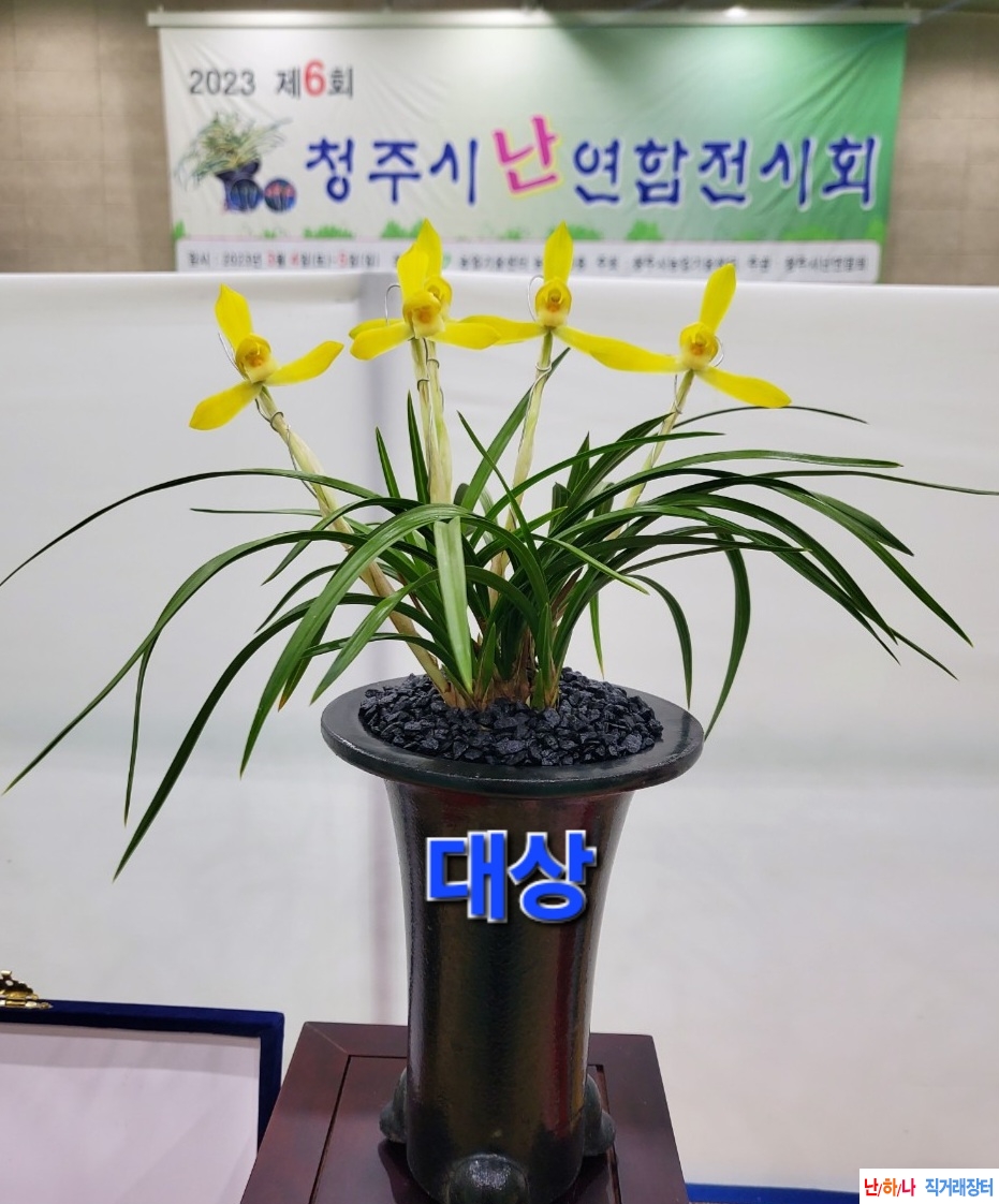 황화소심(영춘소)~*