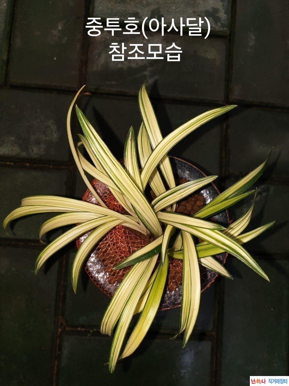 중투화소심 (단군) 무?