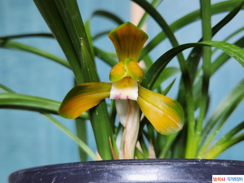 중투복색화 (태극선)~*