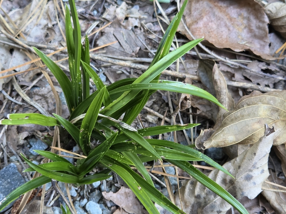 산채생강뗏장단엽성