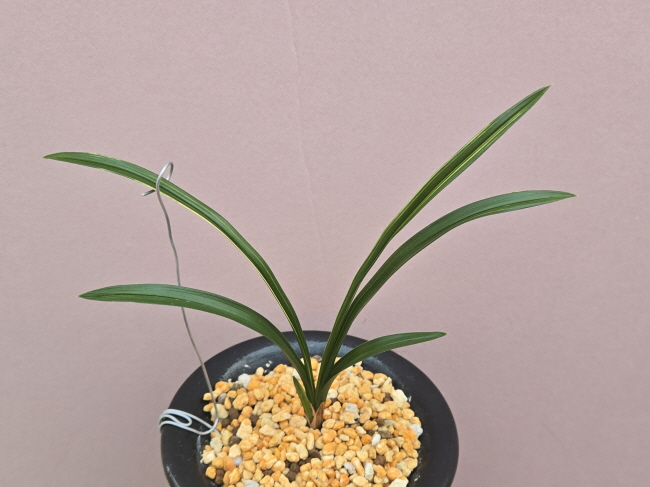 진청엽성녹호산반