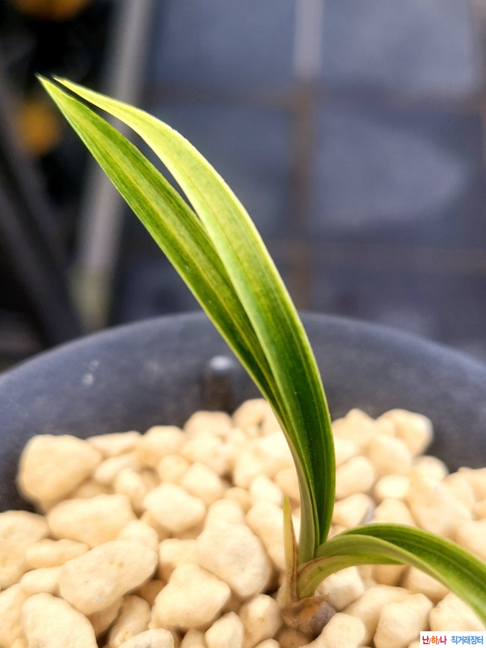 후육의입변서산반