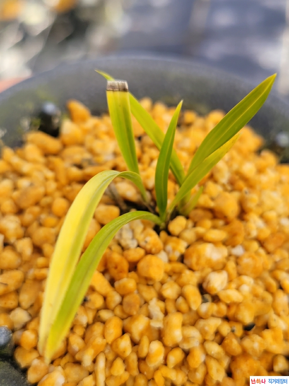 입변성서반입니다