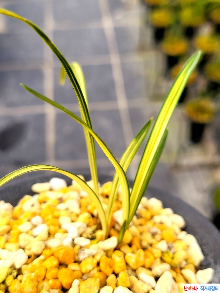 반입엽성성질의 중투?