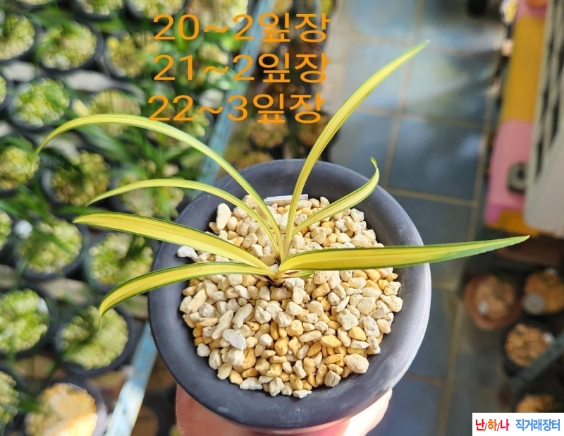 무명 (황중투)~*