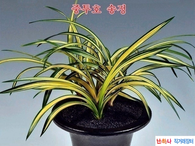 중압중투 (송정)~*