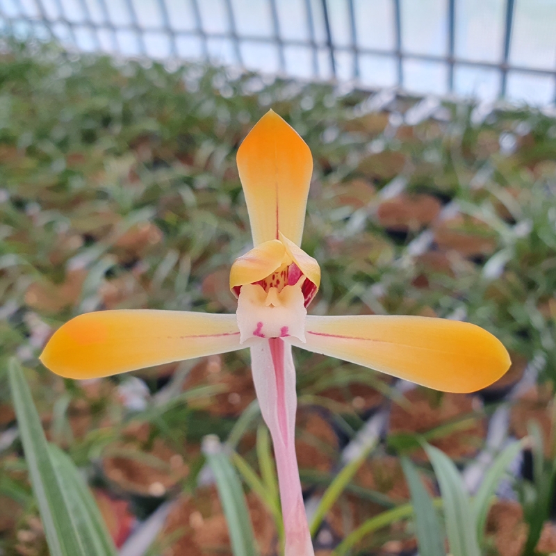 무명,,전시작,,주금화,,?