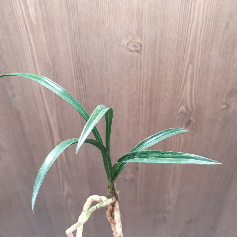 단엽,,먹란,,빠빠시,,산?