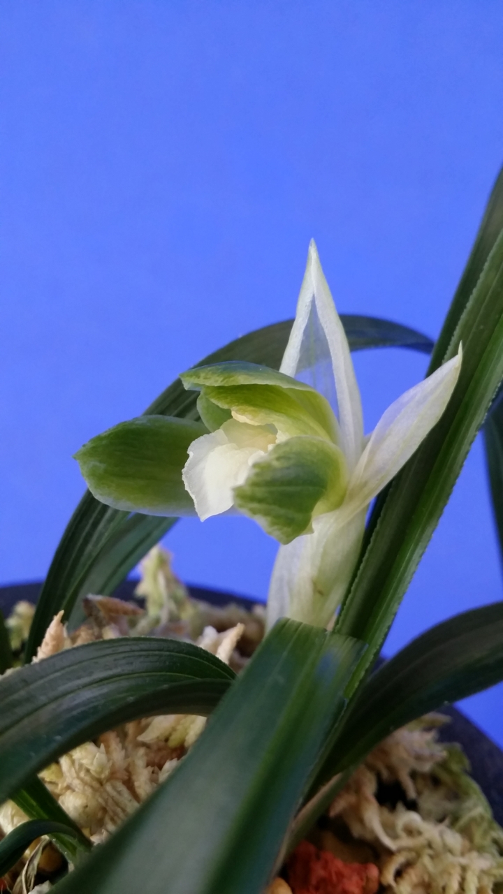 무명,,환엽,,산반,,소심