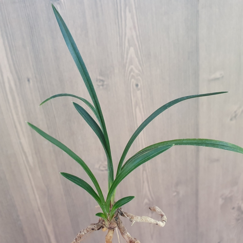 입변,,먹란,,반물