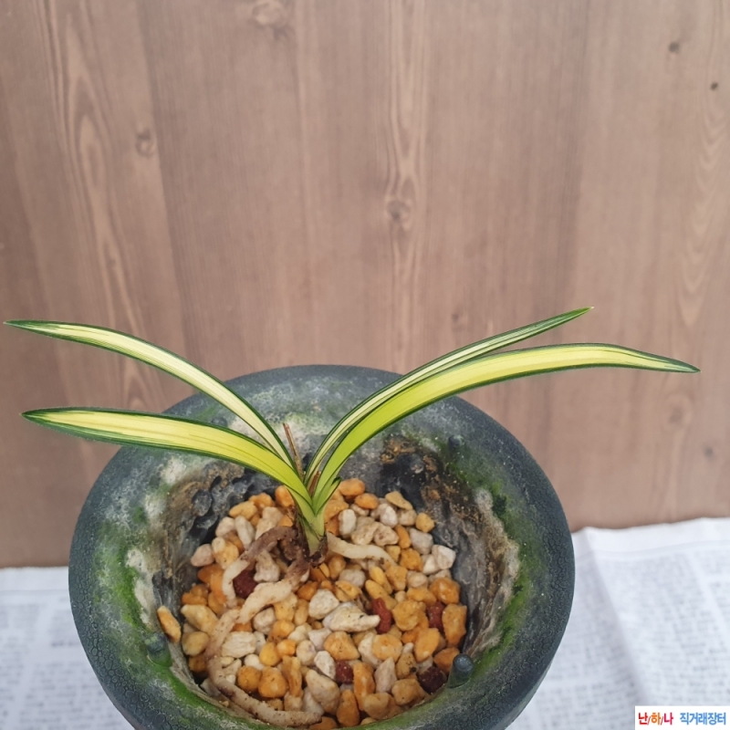 청순한,,아가씨