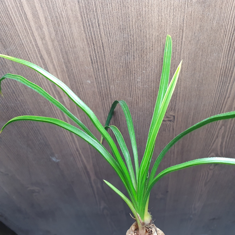 금계,,극황,,산반