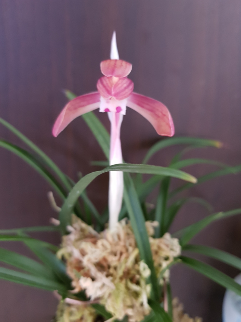 희귀종,,도홍화,,구매?