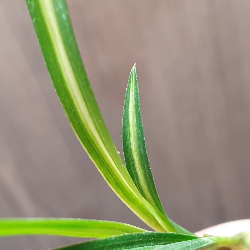 까닥지,,입변,,산반중?