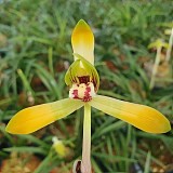 희귀종,,서반화