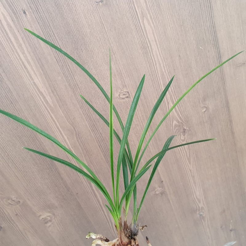 먹란,,두화변,,서반