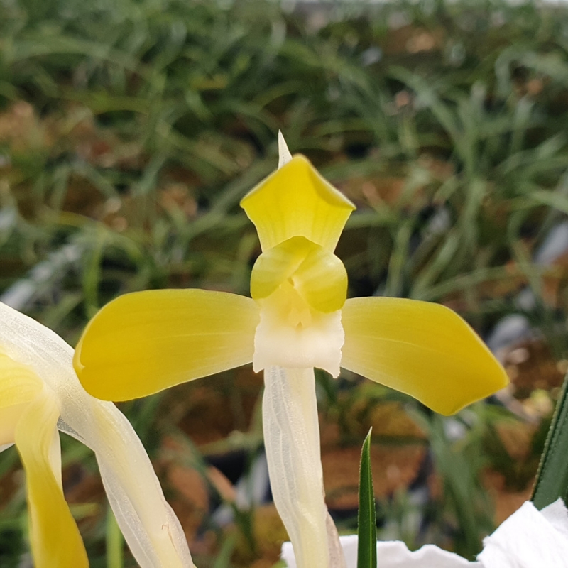 색소심,,감중투발전