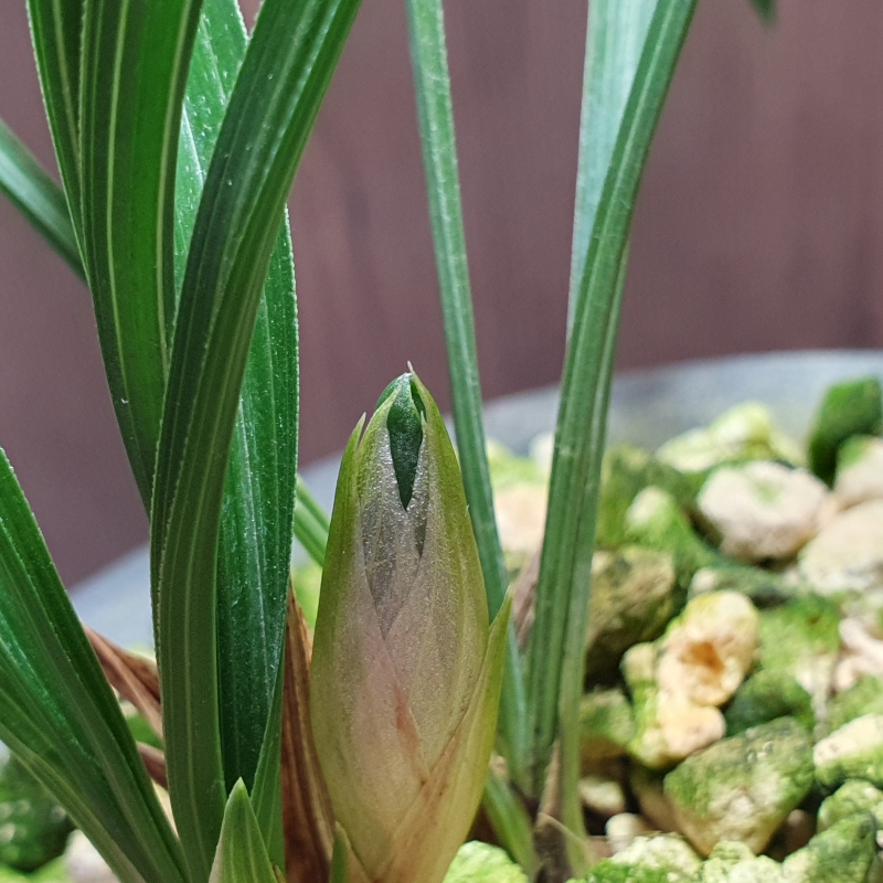 산채출,,잎산반,,취록?