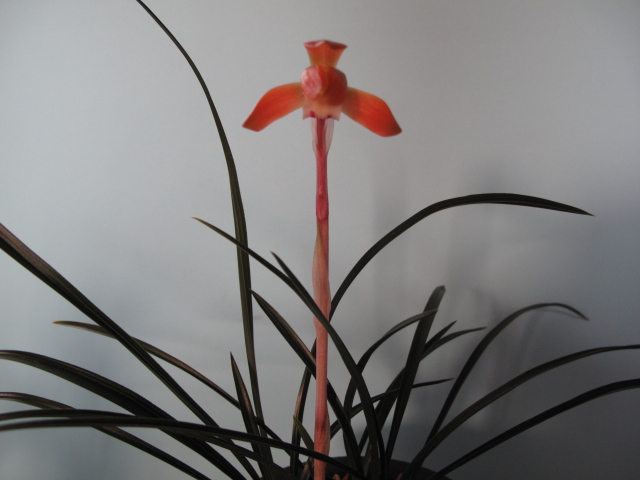 무명,,원판,,홍화,,종자?