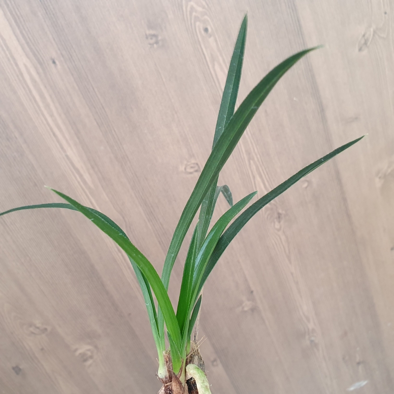 산채출발,,단엽,,서반?