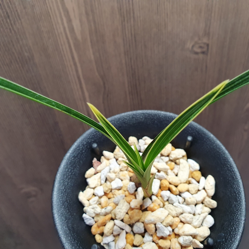 환엽,,극황,,대복륜