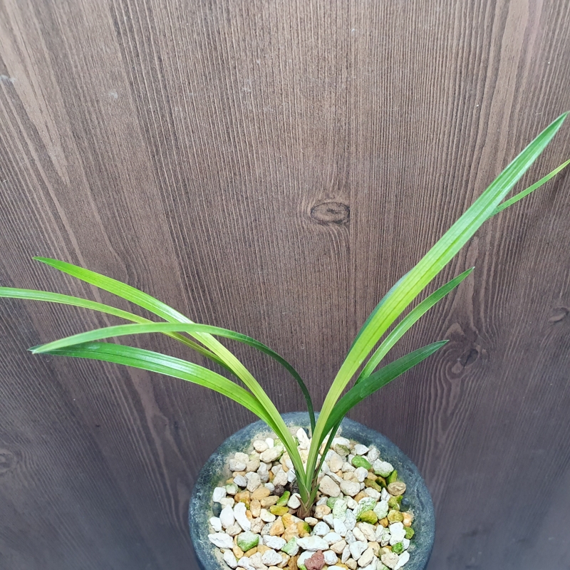 산채출발,,황,,서반