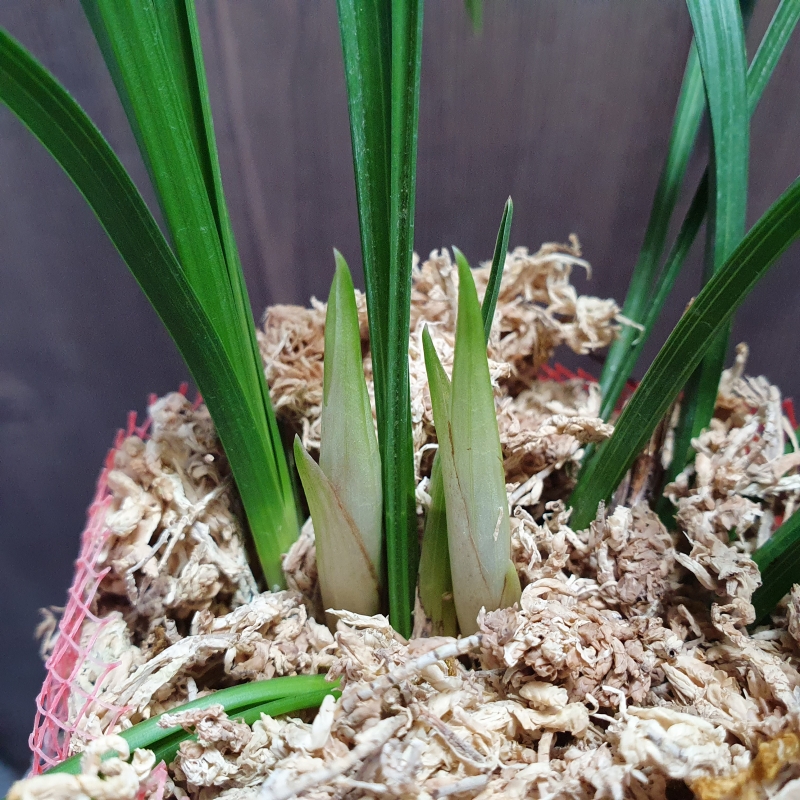 대륜,,색기대,,소심,,꽃?