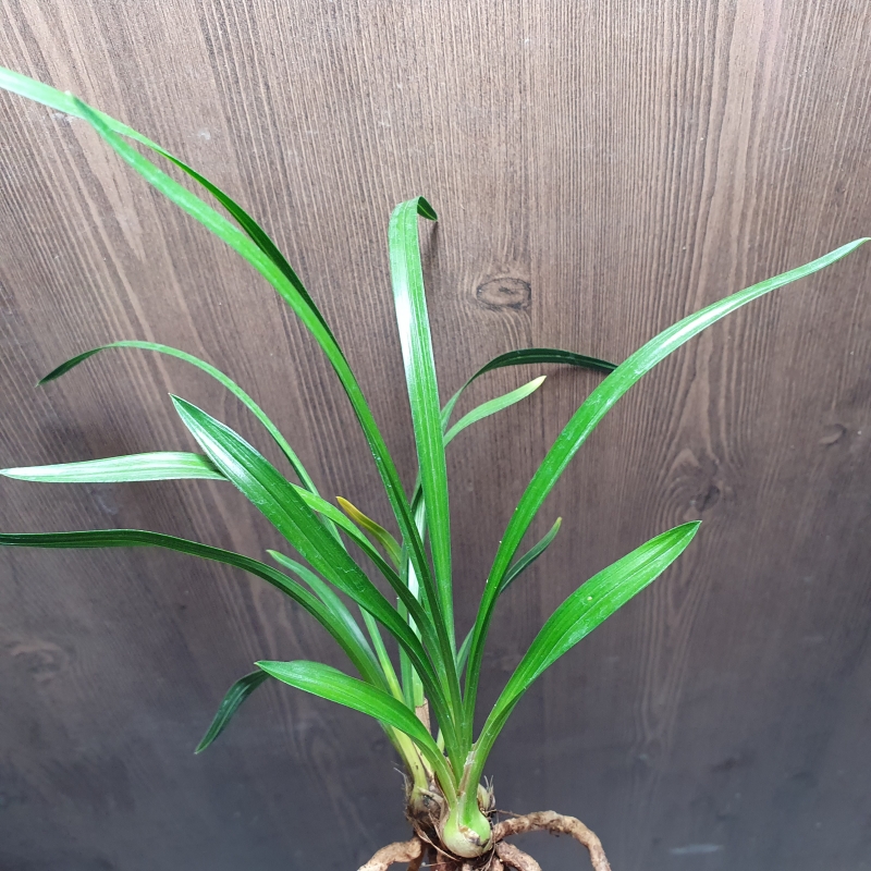 산채생강출발,,두화입?