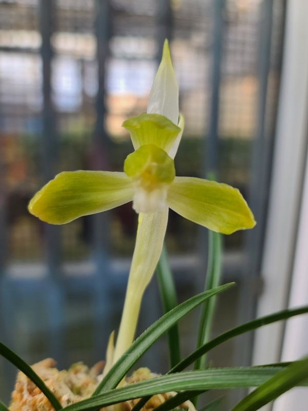 전면산반,,복색소심,,?