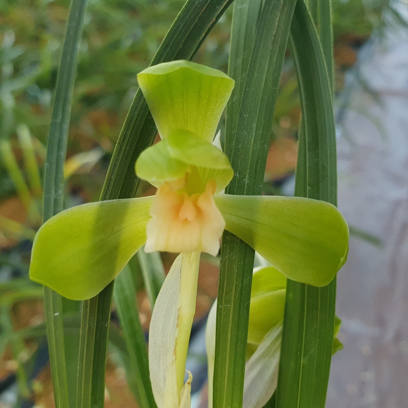 색기대,,원판,,설홍소?