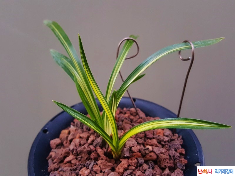 종자하세요. (두호변/?